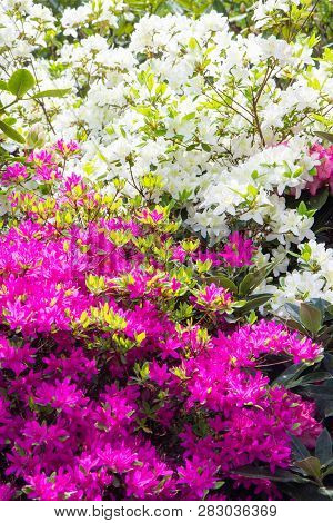 Rhododendron Frowers At The Sophienholm Garden, Skane, Sweden