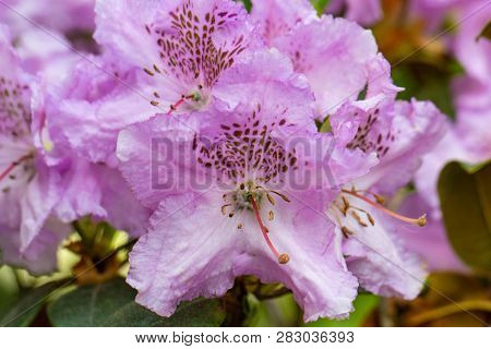 Rhododendron Frowers At The Sophienholm Garden, Skane, Sweden
