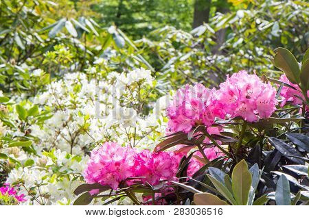 Rhododendron Frowers At The Sophienholm Garden, Skane, Sweden