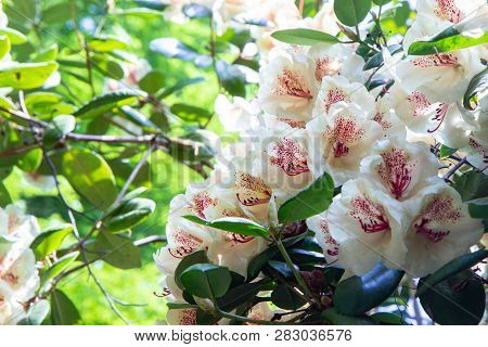 Rhododendron Frowers At The Sophienholm Garden, Skane, Sweden