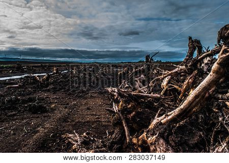 Bog Oak Forest In Ireland Longford With Sky