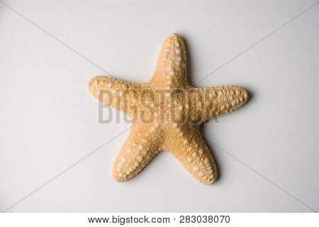 Yellow Sea Star From The Shores Of The Ionian Sea
