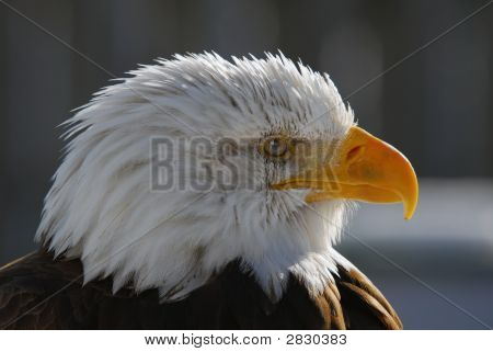 Águila calva americana