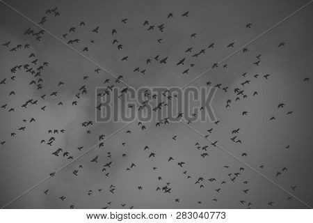 Birds Fly To Warmer Lands. Migratory Birds Concept. Black Birds Or Crows In Dark Sky. Many Small Bir