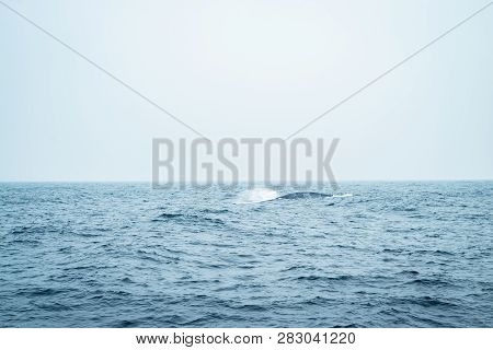 A Young Humpback Whale Calf Plays In The Green Water Of The Indian Ocean Close