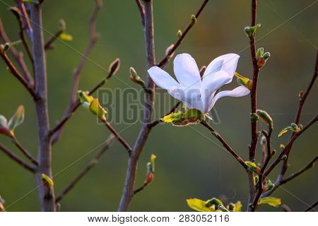Flowering Magnolia Bush. Bush With Magnolia Flower. White Flowering Shrub On Green Field. Closeup Of