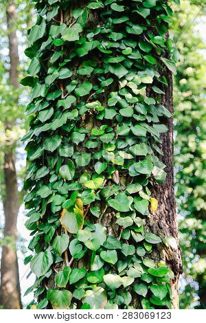 Creeper Plant On Tree Trunk. Natural Green Leaves And Tree Bark Background.