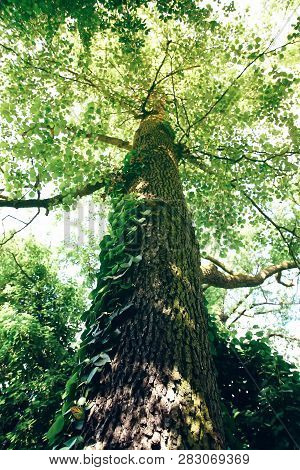 Green Tree Branches In Soft Sunlight In Forest At Summer.