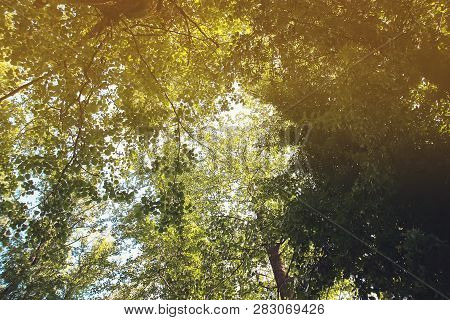 Greenforest Summer Trees Foliage In Soft Sunlight