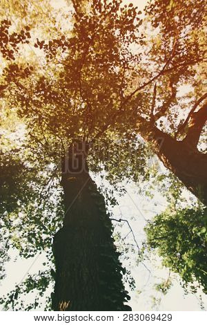 Green Tree In Sunlight Tops In Morning Forest