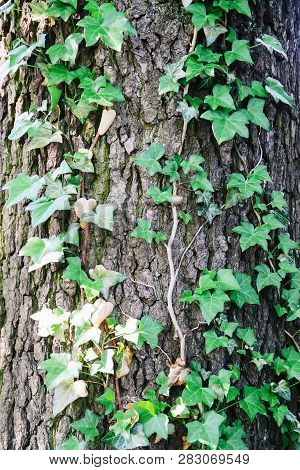 Creeper Plant On Tree Trunk. Natural Green Leaves And Tree Bark Background.