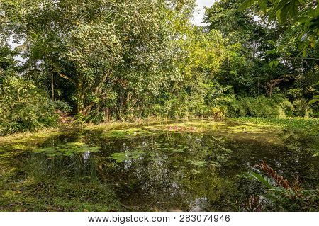 Pond With Lily Pads At The Wetland Center At Sungei Buloh Wetland Reserve.
