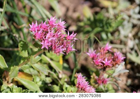 Pink Flowers Of Sedum Spurium Or Caucasian Stonecrop In Garden