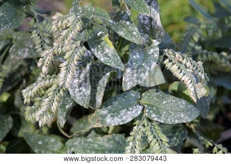 Powdery Mildew Caused By Golovinomyces Asperifoliorum On Green Leaves Of Prickly Comfrey Or Symphytu