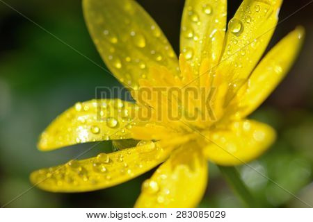 Macro Shot Of A Lesser Celandine Covered In Dew Droplets