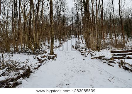 Snow On The Footpath In The Woods Around Cheddar Gorge In Somerset