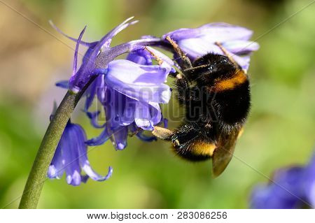 Macro Shot Of A Bumble Bee Pollinating A Bluebell Flower