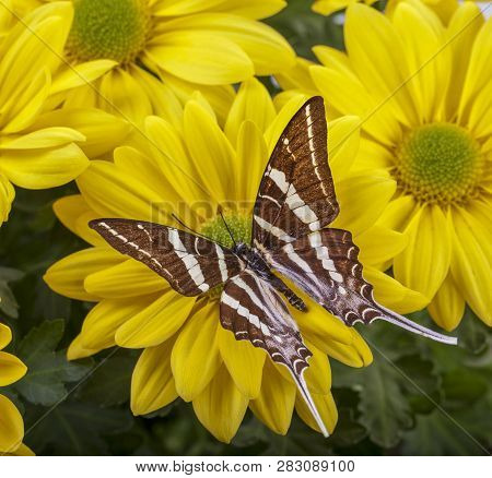 Papilio Antaeus Butterfly On Yellow Chrysanthemum Flower
