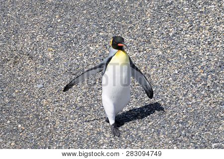 King Penguin On Martillo Island Beach, Ushuaia