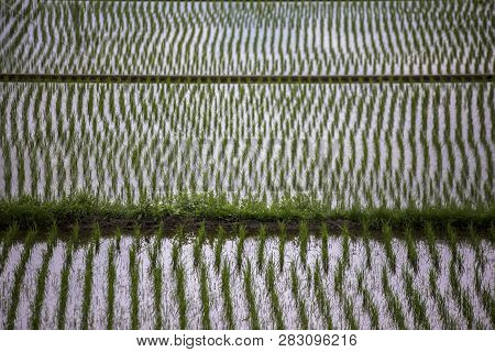 View Of Young Paddy Rice Field In Rural Argriculture Landscape Viewed Near Lake Kawaguchi Japan