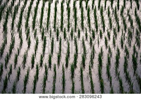 View Of Young Paddy Rice Field In Rural Argriculture Landscape Viewed Near Lake Kawaguchi Japan