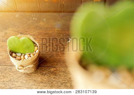 Blurred Hoya Cactus In Sackcloth Flower Pot On One Hoya Cactus And Wooden Table Background. Focus On