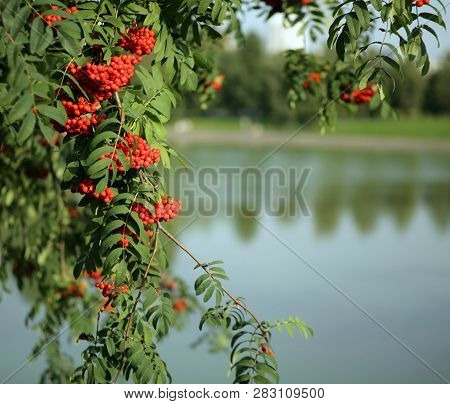 Image Of Many Ashberry With Leafs On Sky Background