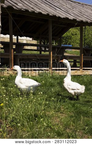 A Pair Of White Geese Walking On The Green Grass Against A Wooden Building On A Clear Sunny Summer D