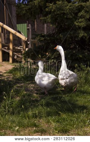 A Pair Of White Geese Walking On The Green Grass Against A Wooden Building On A Clear Sunny Summer D