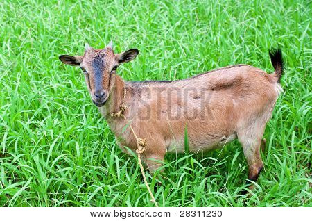Goat on grass