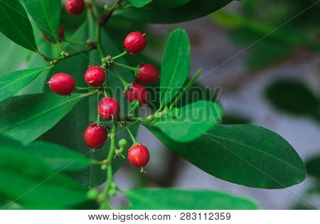 Red Orangeberry Fruit Tree In Nature Field.