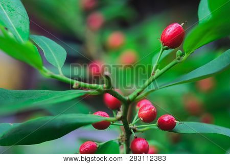 Red Orangeberry Fruit Tree In Nature Field.