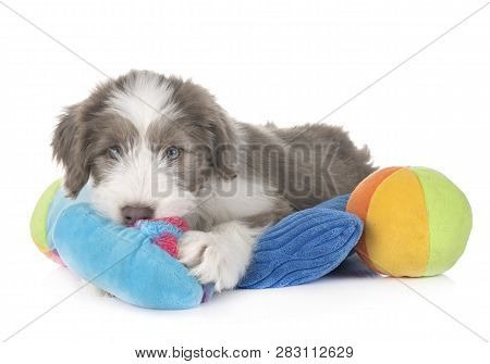 Puppy Bearded Collie In Front Of White Background