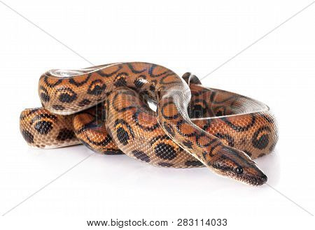 Rainbow Boa In Front Of White Background