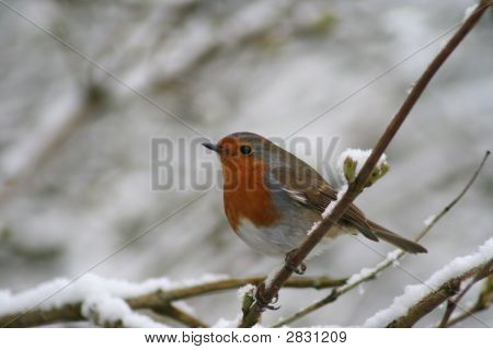 Die Winter-Robin