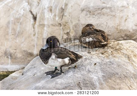 Two Tufted Ducks, Aythya Fuligula, Resting On A Rock