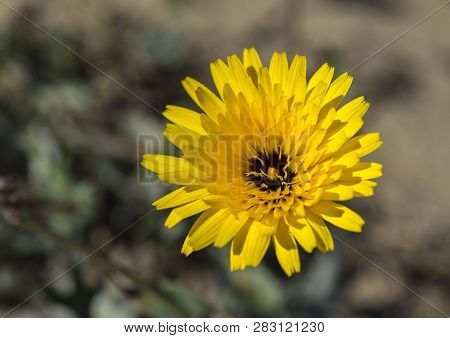 Flowers Of False Sow-thistle, Reichardia Tingitana. It Is A Biennial Or Perennial Species In The Dai