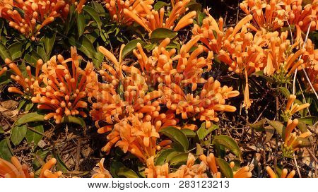 Orange Honeysuckle On Tall Garden Wall