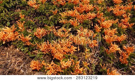 Orange Honeysuckle On Tall Garden Wall