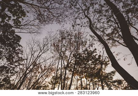 Trees Silhouettes Trunk And Branch With Leavesless At Sunset Golden Hour Twilight.