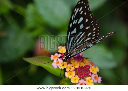 Blue Butterfly, Ideopsis Sp. Dal Giappone
