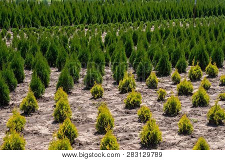 Plant Nursery. Young Thuja Occidentalis In Flower Pot In Garden Center.
