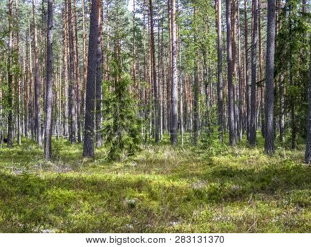 Landscape In Harku Forest Nature Trail Near Tallinn, Estonia