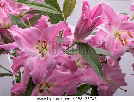 Close-up Of Pink Liles Flowers.  Common Names For Species In This Genus Include Fairy Lily Rainflowe