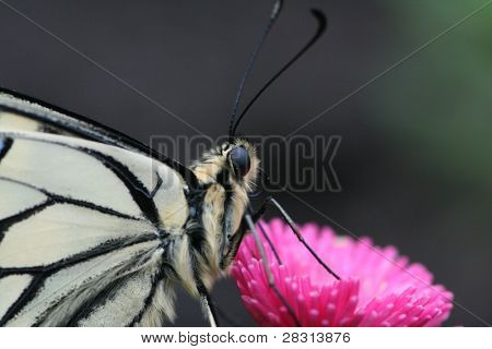 Borboleta