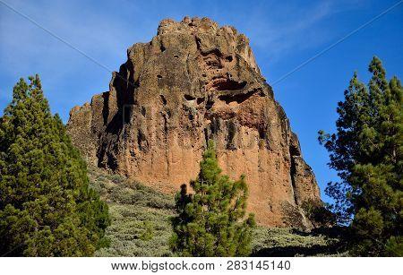 Roque Saucillo, Pine Trees And Blue Sky, Gran Canaria, Canary Islands