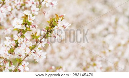 Branch With Blossoms Sakura. Abundant Flowering Bushes With Pink Buds Cherry Blossoms In The Spring.