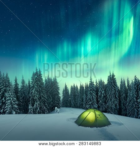 Aurora borealis. Northern lights in winter forest. Sky with polar lights and stars. Night winter landscape with aurora, green tent and pine tree forest. Travel concept