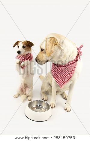 Funny Two Dogs Begging Food. Labrador And Jack Russell Waiting For Eat With A Empty Bowl. Standing O
