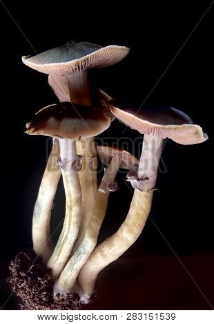 psilocybe cubensis - fresh magic mushrooms in soil